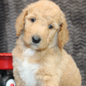 Goldendoodle Puppy Jake