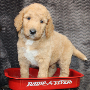 Goldendoodle Puppy Jake
