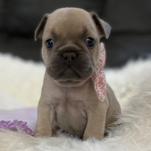French Bulldog Puppy Lollipop