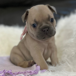 French Bulldog Puppy Lollipop