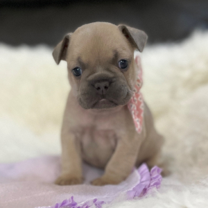 French Bulldog Puppy Lollipop