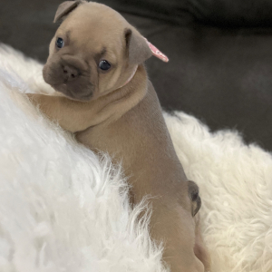 French Bulldog Puppy Lollipop