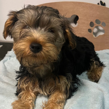 Yorkshire Terrier Puppy Rally