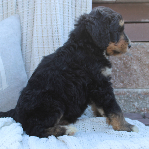 Bernedoodle Puppy Benji