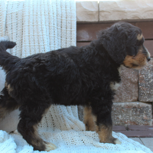 Bernedoodle Puppy Benji
