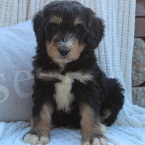 Bernedoodle Puppy Benji