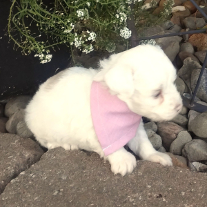 Aussiedoodle Puppy Ally