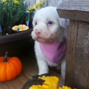 Aussiedoodle Puppy Ally