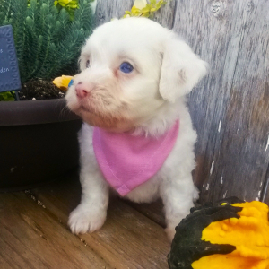 Aussiedoodle Puppy Ally