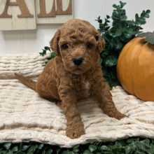 Goldendoodle Puppy Zito