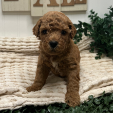 Goldendoodle Puppy Zito