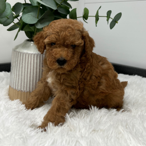 Goldendoodle Puppy Zito