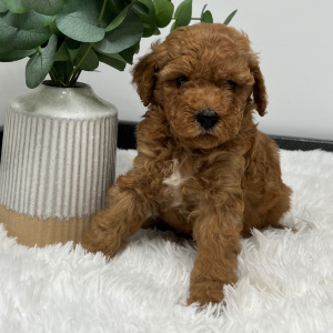 Goldendoodle Puppy Zito