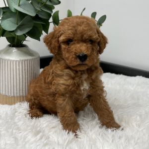 Goldendoodle Puppy Zito