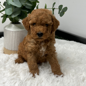 Goldendoodle Puppy Zito