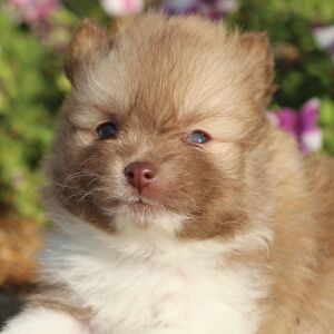 Pomeranian Puppy Peter