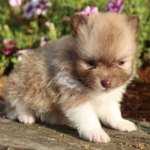 Pomeranian Puppy Peter