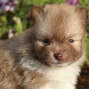 Pomeranian Puppy Peter