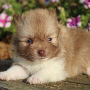 Pomeranian Puppy Peter