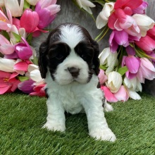 Cocker Spaniel Puppy Dom