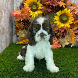 Cocker Spaniel Puppy Dom