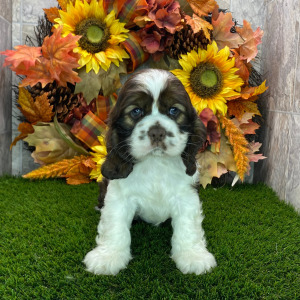 Cocker Spaniel Puppy Dom