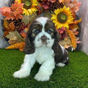Cocker Spaniel Puppy Dom