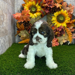 Cocker Spaniel Puppy Dom