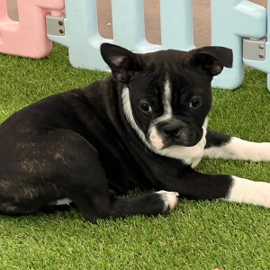 Boston Terrier Puppy Pudges