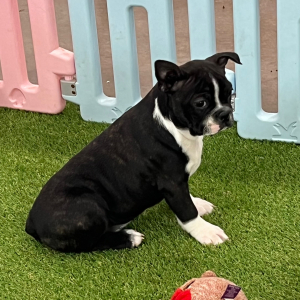 Boston Terrier Puppy Pudges