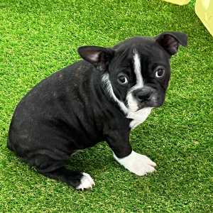 Boston Terrier Puppy Pudges