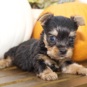 Silky Terrier Puppy Kennedy