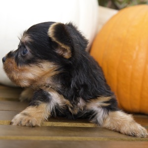 Silky Terrier Puppy Kennedy
