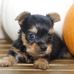 Silky Terrier Puppy Kennedy