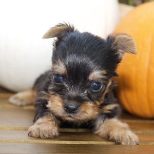 Silky Terrier Puppy Kennedy