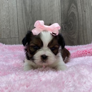 Shih Tzu Puppy Vivi
