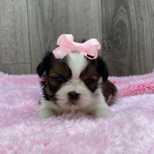Shih Tzu Puppy Vivi