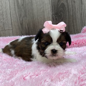 Shih Tzu Puppy Vivi