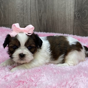 Shih Tzu Puppy Vivi