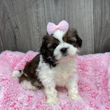 Shih Tzu Puppy Vivi