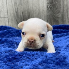 French Bulldog Puppy Xanto