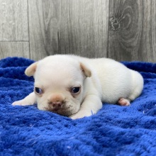 French Bulldog Puppy Xanto
