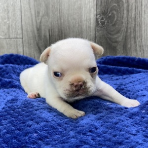 French Bulldog Puppy Xanto