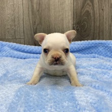 French Bulldog Puppy Xanto