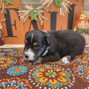 Australian Shepherd Puppy Mealer
