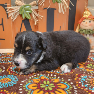 Australian Shepherd Puppy Mealer
