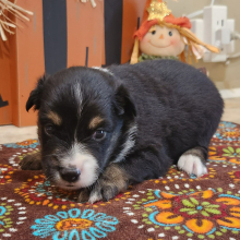 Australian Shepherd Puppy Mealer