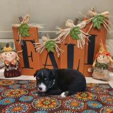 Australian Shepherd Puppy Mealer