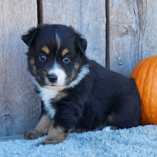 Australian Shepherd Puppy Mealer