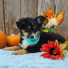 Australian Shepherd Puppy Mealer